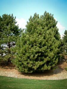 Сосна Чёрная (Pinus Nigra) купить по цене от 270.00р. в интернет-магазине «Посадика» с доставкой почтой в в Володарске и по всей России – [изображение №1].