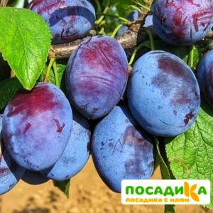 Слива Чачакская ранняя купить по цене от 229.00р. в интернет-магазине «Посадика» с доставкой почтой в в Володарске и по всей России – [изображение №1].