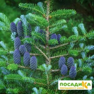 Пихта корейская (Abies koreana) купить по цене от 450.00р. в интернет-магазине «Посадика» с доставкой почтой в в Володарске и по всей России – [изображение №1].