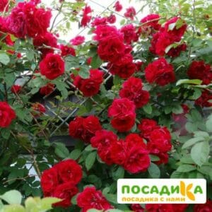Роза плетистая Амадеус купить по цене от 399.00р. в интернет-магазине «Посадика» с доставкой почтой в в Володарске и по всей России – [изображение №1].