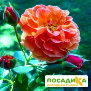 Роза Арабия купить по цене от 350.00р. в интернет-магазине «Посадика» с доставкой почтой в в Володарске и по всей России – [изображение №1].