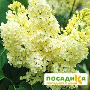 Сирень Примроуз (Primrose) купить по цене от 529.00р. в интернет-магазине «Посадика» с доставкой почтой в в Володарске и по всей России – [изображение №1].