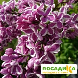 Сирень Сенсация купить по цене от 529.00р. в интернет-магазине «Посадика» с доставкой почтой в в Володарске и по всей России – [изображение №1].