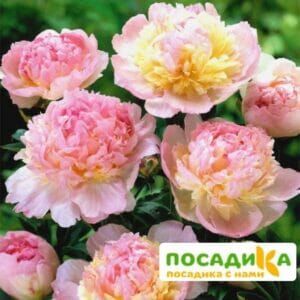 Пион Распберри Сандей (Paeonia Raspberry Sundae) купить по цене от 959р. в интернет-магазине «Посадика» с доставкой почтой в в Володарске и по всей России – [изображение №1].