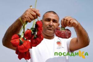 Клубника Гигант Джорнея купить по цене от 266р. в интернет-магазине «Посадика» с доставкой почтой в в Володарске и по всей России – [изображение №1].