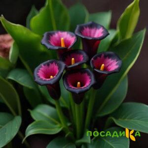 Калла Аура Лейс купить по цене от 400р. в интернет-магазине «Посадика» с доставкой почтой в в Володарске и по всей России – [изображение №1].