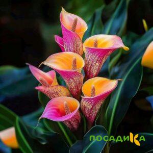 Калла Оникс купить по цене от 450р. в интернет-магазине «Посадика» с доставкой почтой в в Володарске и по всей России – [изображение №1].
