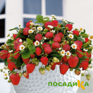Клубника Рубиновый Шепот (горшечная) купить по цене от 240р. в интернет-магазине «Посадика» с доставкой почтой в в Володарске и по всей России – [изображение №1].