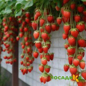 Клубника вьющаяся Комплимент купить по цене от 470р. в интернет-магазине «Посадика» с доставкой почтой в в Володарске и по всей России – [изображение №1].
