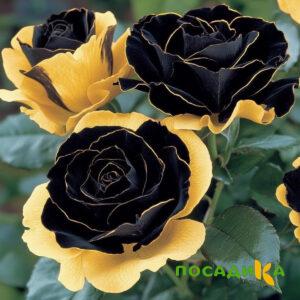 Роза Ханни Сикл купить по цене от 700р. в интернет-магазине «Посадика» с доставкой почтой в в Володарске и по всей России – [изображение №1].