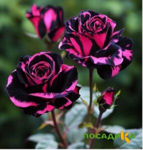 Роза Багровый Шепот купить по цене от 366р. в интернет-магазине «Посадика» с доставкой почтой в в Володарске и по всей России – [изображение №1].