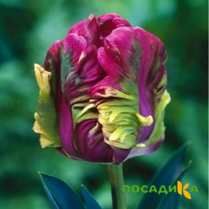 Тюльпан Экзотик Хэвен купить по цене от 186р. в интернет-магазине «Посадика» с доставкой почтой в в Володарске и по всей России – [изображение №1].