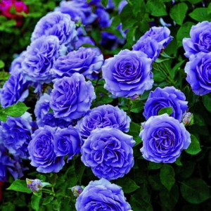 Роза Блю Мун купить по цене от 450р. в интернет-магазине «Посадика» с доставкой почтой в в Володарске и по всей России – [изображение №1].