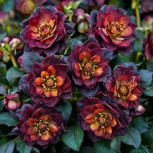 Морозник Сноу Дроп купить по цене от 348р. в интернет-магазине «Посадика» с доставкой почтой в в Володарске и по всей России – [изображение №1].