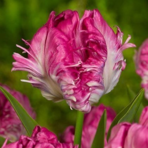 Тюльпан махровый Кул Кристал купить по цене от 400р. в интернет-магазине «Посадика» с доставкой почтой в в Володарске и по всей России – [изображение №1].