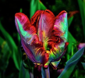 Тюльпан Эирпрайз купить по цене от 270р. в интернет-магазине «Посадика» с доставкой почтой в в Володарске и по всей России – [изображение №1].