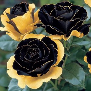 Роза Ханни Сикл купить по цене от 700р. в интернет-магазине «Посадика» с доставкой почтой в в Володарске и по всей России – [изображение №1].